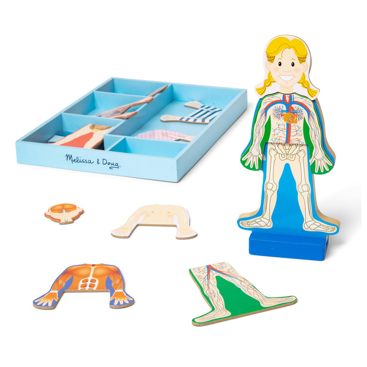 Magnetic Human Body Play Set F2